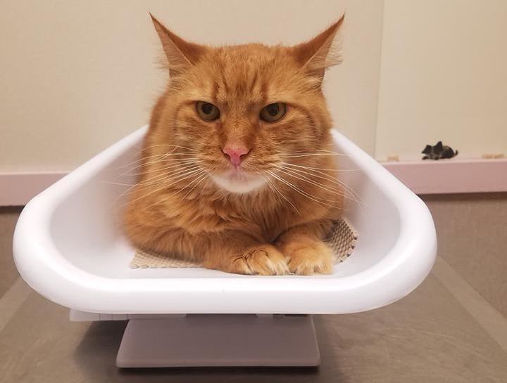 Preventive Care for Cats