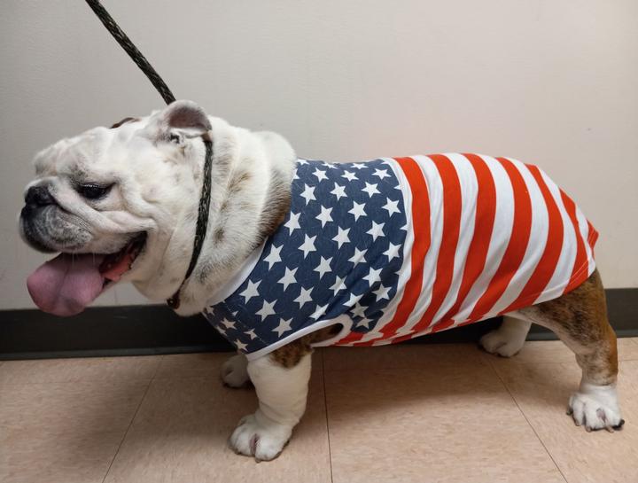 Dog Genetic Testing