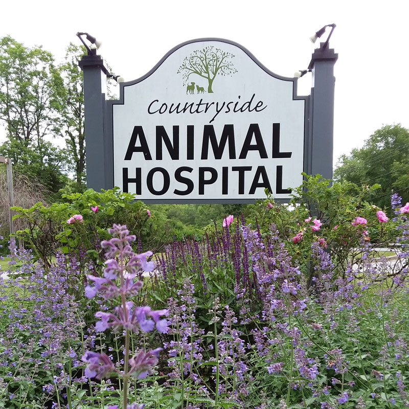 Staatsburg NY pet hospital